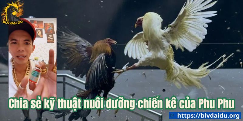 Chia sẻ kỹ thuật nuôi dưỡng chiến kê của Phu Phu