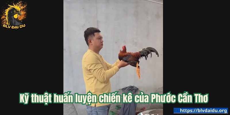Kỹ thuật huấn luyện chiến kê của Phước Cần Thơ