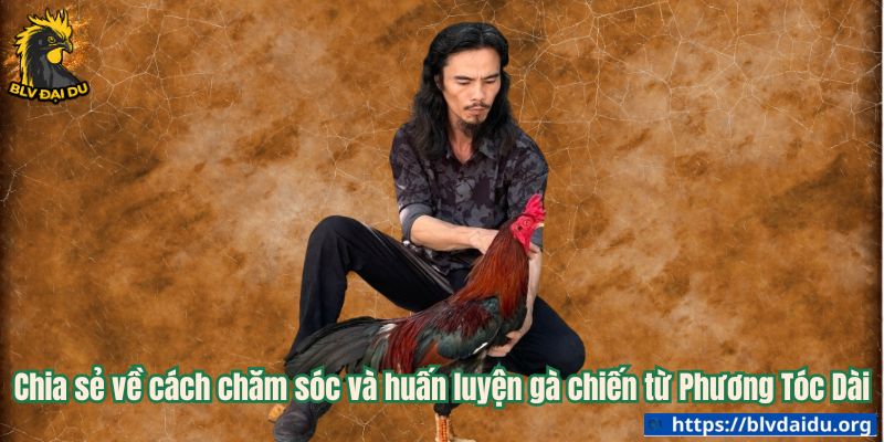 Chia sẻ về cách chăm sóc và huấn luyện gà chiến từ Phương Tóc Dài