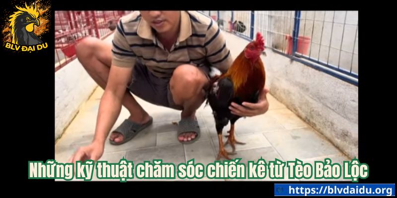 Những kỹ thuật chăm sóc chiến kê từ Tèo Bảo Lộc