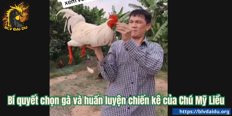 Bí quyết chọn gà và huấn luyện chiến kê của Chú Mỹ Liều
