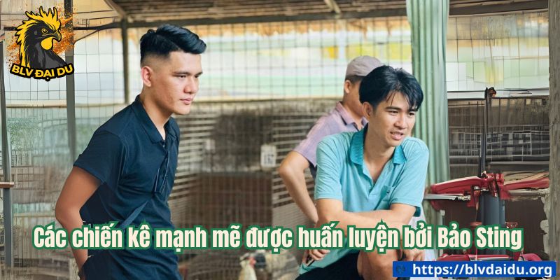Các chiến kê mạnh mẽ được huấn luyện bởi Bảo Sting