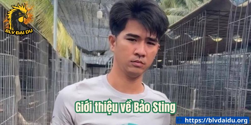 Giới thiệu về Bảo Sting