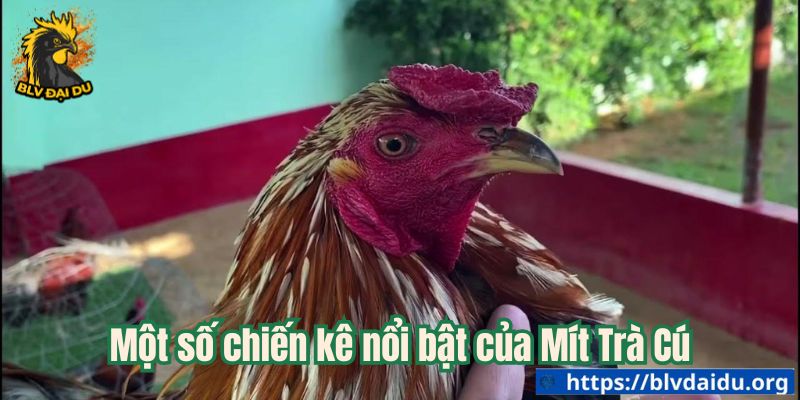 Một số chiến kê nổi bật của Mít Trà Cú
