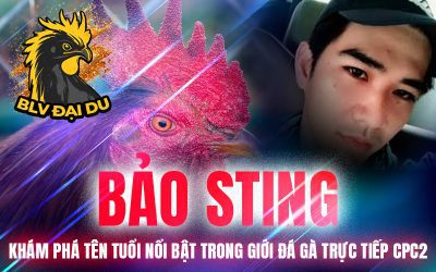 Bảo Sting – Khám Phá Tên Tuổi Nổi Bật Trong Giới Đá Gà Trực Tiếp CPC2