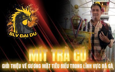 Mít Trà Cú – Giới Thiệu Về Gương Mặt Tiêu Biểu Trong Lĩnh Vực Đá Gà