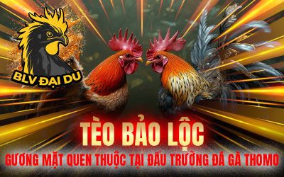 Tèo Bảo Lộc – Gương Mặt Quen Thuộc Tại Đấu Trường Đá Gà Thomo