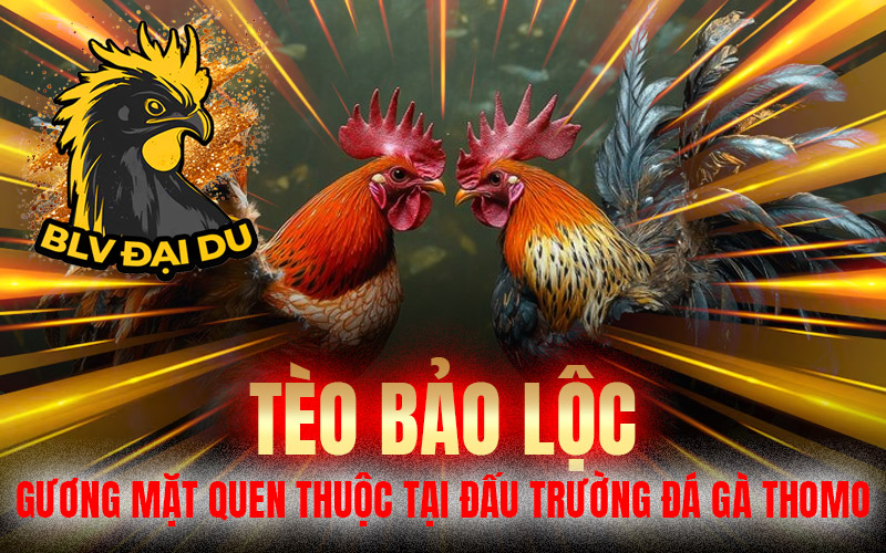 Tèo Bảo Lộc – Gương Mặt Quen Thuộc Tại Đấu Trường Đá Gà Thomo