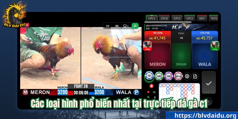 Các loại hình phổ biến nhất tại trực tiếp đá gà c1
