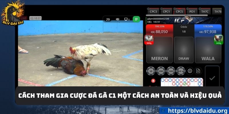 Cách tham gia cược đá gà c1 một cách an toàn và hiệu quả