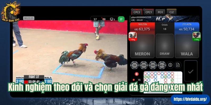 Kinh nghiệm theo dõi và chọn giải đá gà đáng xem nhất