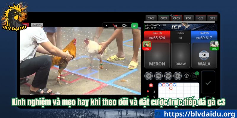 Kinh nghiệm và mẹo hay khi theo dõi và đặt cược trực tiếp đá gà c3