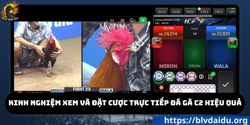 Kinh nghiệm xem và đặt cược trực tiếp đá gà c2 hiệu quả