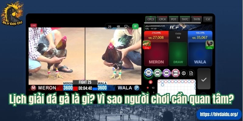 Lịch giải đá gà là gì? Vì sao người chơi cần quan tâm?
