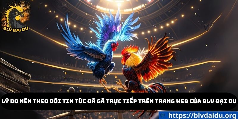 Lý do nên theo dõi tin tức đá gà trực tiếp trên trang web của BLV Đại Du