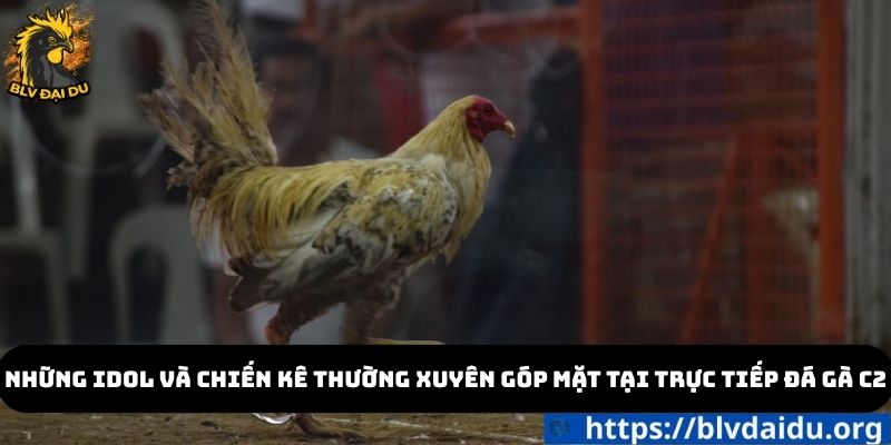 Những idol và chiến kê thường xuyên góp mặt tại trực tiếp đá gà c2