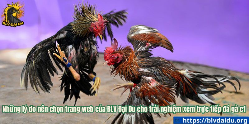 Những lý do nên chọn trang web của BLV Đại Du cho trải nghiệm xem trực tiếp đá gà c1