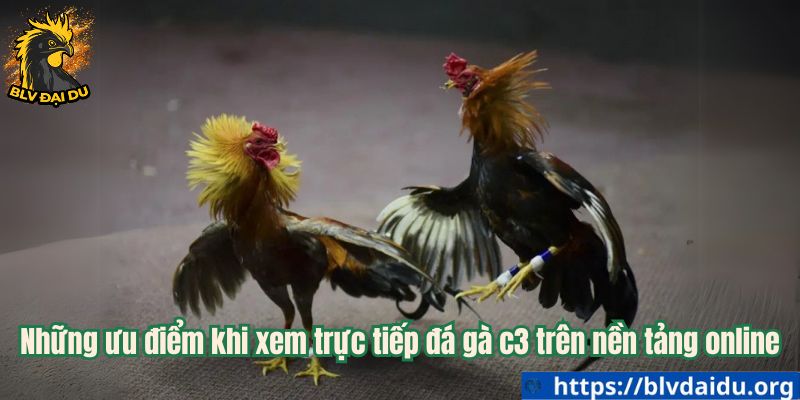 Những ưu điểm khi xem trực tiếp đá gà c3 trên nền tảng online