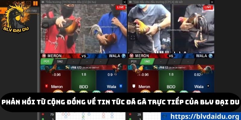 Phản hồi từ cộng đồng về tin tức đá gà trực tiếp của BLV Đại Du
