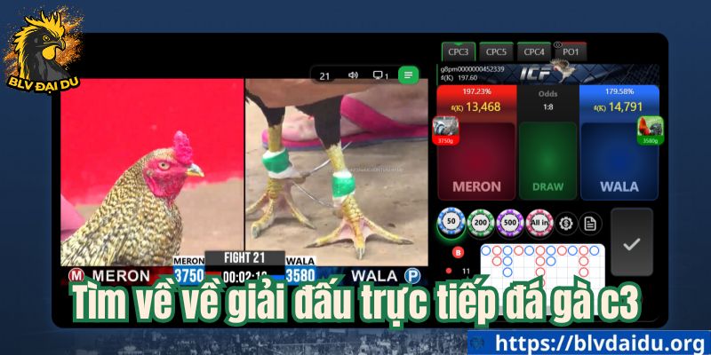 Tìm hiểu về giải đấu trực tiếp đá gà c3