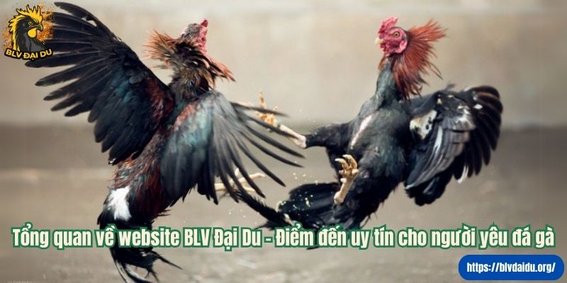 Tổng quan về website BLV Đại Du - Điểm đến uy tín cho người yêu đá gà