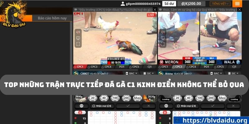Top những trận trực tiếp đá gà c1 kinh điển không thể bỏ qua