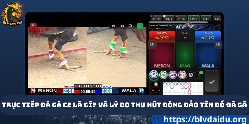 Trực tiếp đá gà c2 là gì? Và lý do thu hút đông đảo tín đồ đá gà