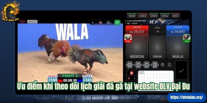 Ưu điểm khi theo dõi lịch giải đá gà tại website BLV Đại Du