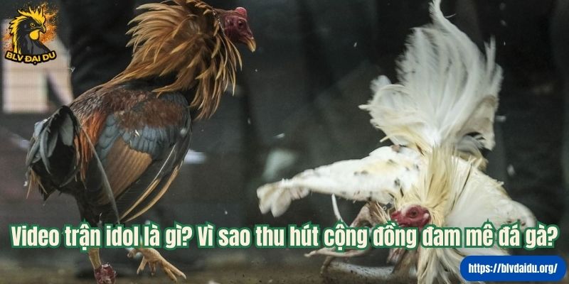 Video trận idol là gì? Vì sao thu hút cộng đồng đam mê đá gà?